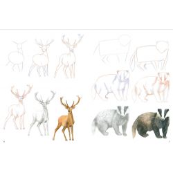 Come Disegnare Animali del Bosco con Semplici Passi